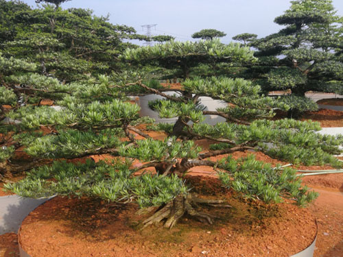 造型羅漢松